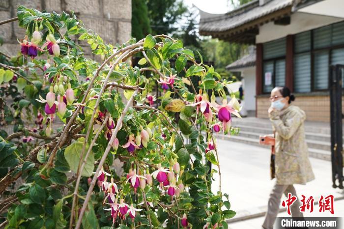 圖為市民在西寧園林植物園內(nèi)觀賞花卉。　馬銘言 攝