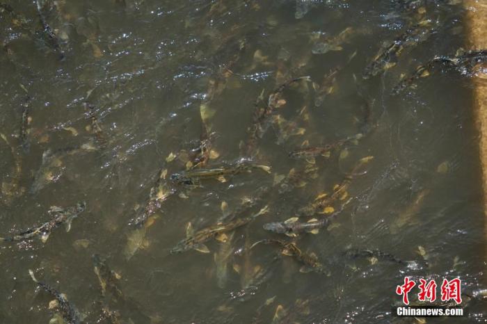 資料圖：圖為今年5月底到8月初，青海湟魚洄游產(chǎn)卵 馬銘言攝