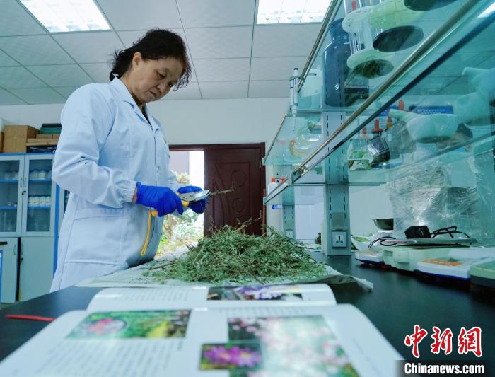 圖為張錦梅在實(shí)驗(yàn)室工作。　馬銘言 攝