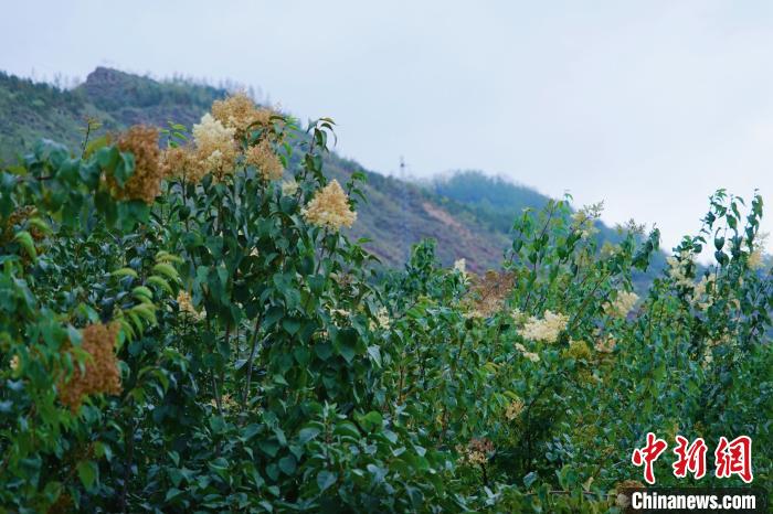 圖為西寧北山上的丁香樹?！●R銘言 攝