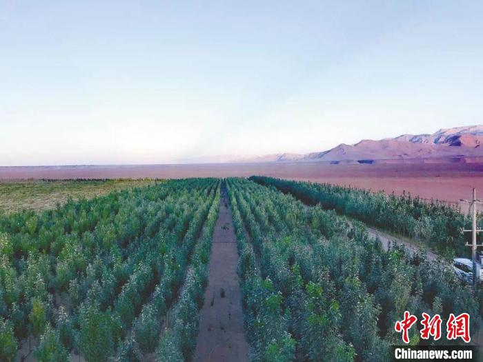 圖為格爾木境內(nèi)種植的綠樹(shù)?！「駹柲救诿襟w中心供圖