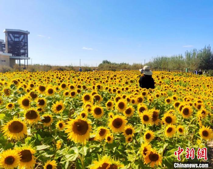 圖為格爾木境內(nèi)的向日葵花海。　格爾木融媒體中心供圖