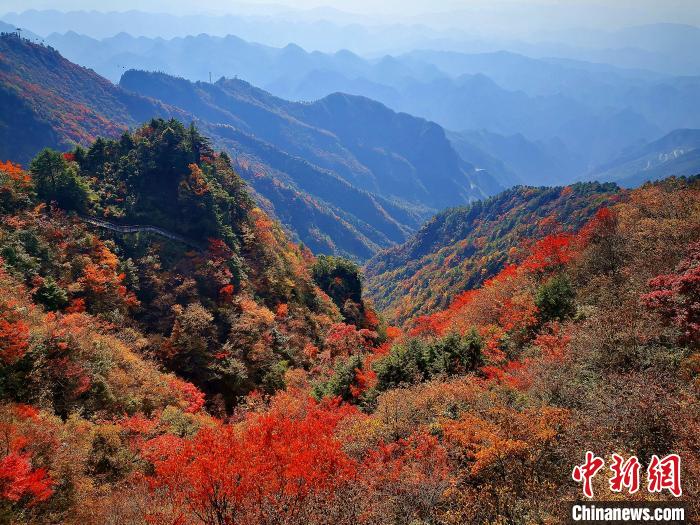 巴山大峽谷漫天紅葉?！埰?攝