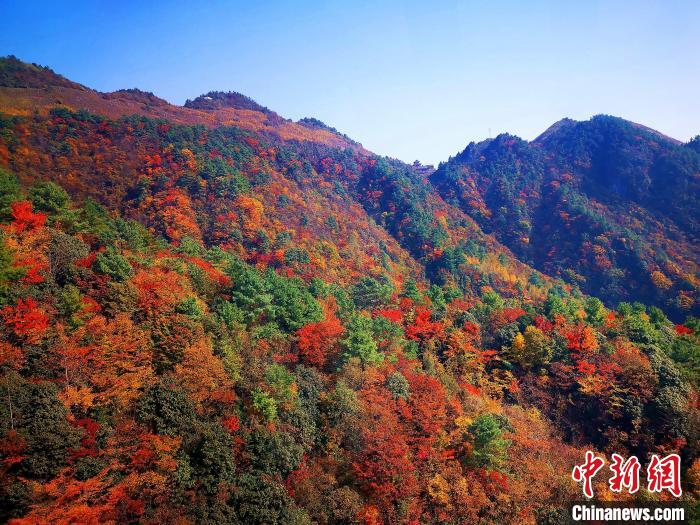 巴山大峽谷漫天紅葉?！埰?攝