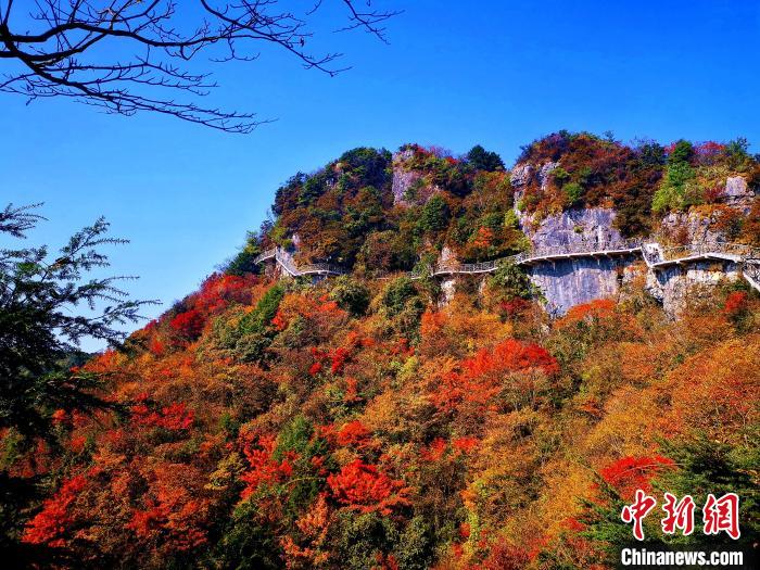 巴山大峽谷漫天紅葉?！埰?攝