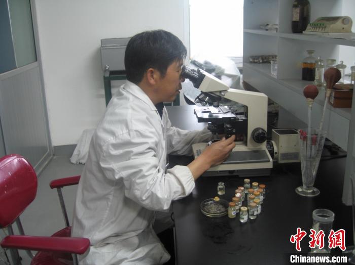 資料圖為研究團隊進行實驗室寄生蟲分類鑒定?！?青海省畜牧獸醫(yī)科學(xué)院供圖