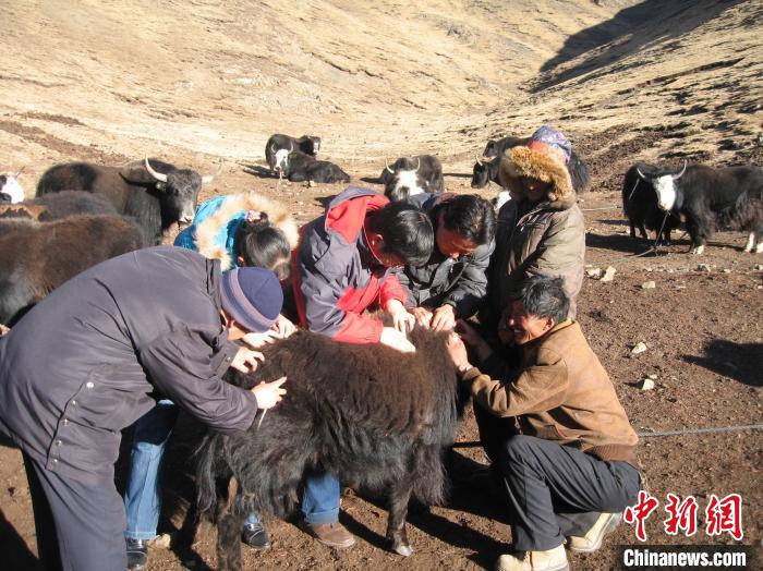 資料圖為研究團隊在青南高原地區(qū)開展了牦牛寄生蟲病流行病學(xué)和防治技術(shù)研究?！?青海省畜牧獸醫(yī)科學(xué)院供圖