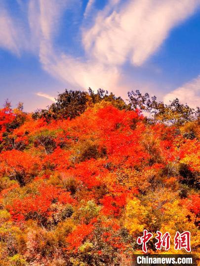 萬源深秋紅葉似火?！≈炱桨?　攝