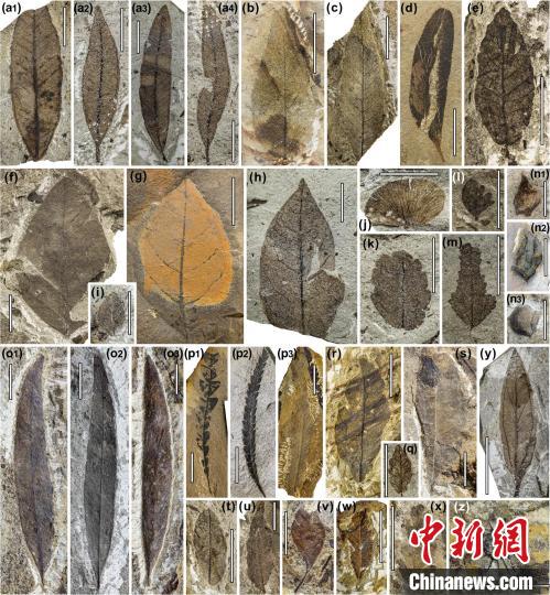 中始新世熱魯化石植物群(4500萬–4000萬年前)?！≈锌圃呵嗖馗咴?供圖