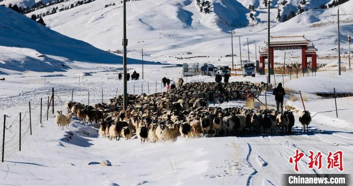 圖為村民在雪地上放牧?！《继m縣融媒體中心供圖