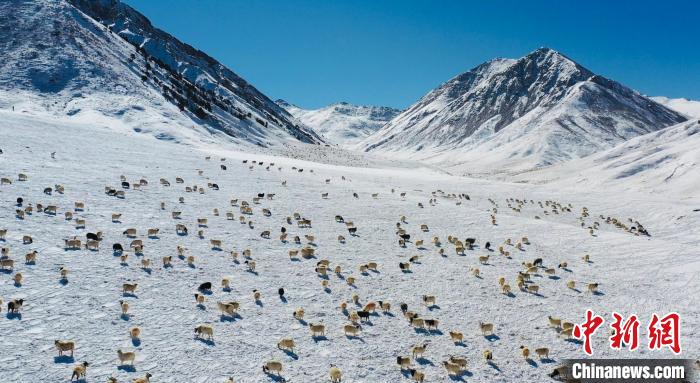 圖為羊群在雪地里覓食?！《继m縣融媒體中心供圖