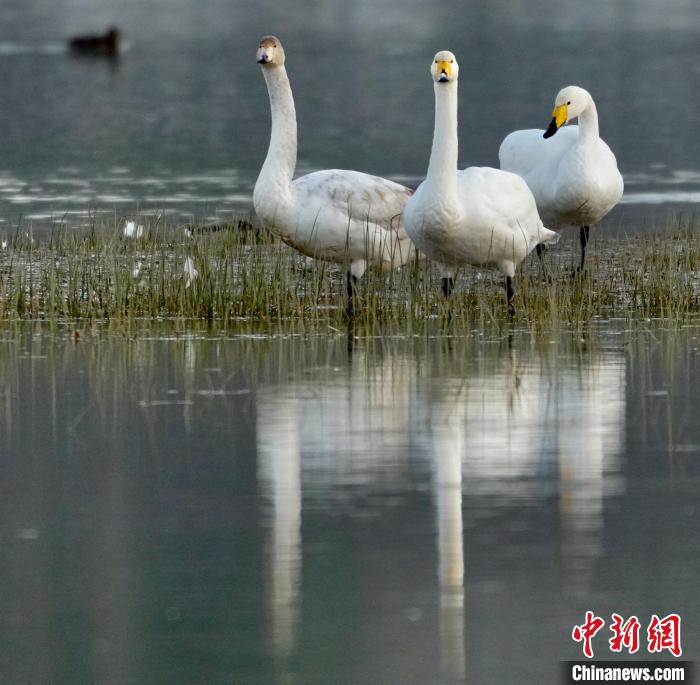 圖為三只大天鵝?！±钣穹?攝