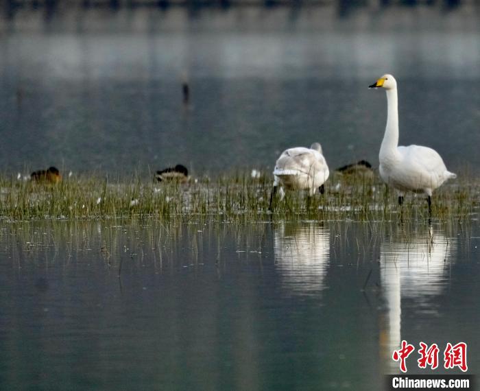 圖為一只大天鵝四處張望。　李玉峰 攝