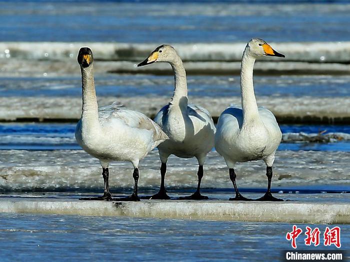 圖為三只天鵝在湖面上曬太陽(yáng)?！『螁⒔?攝