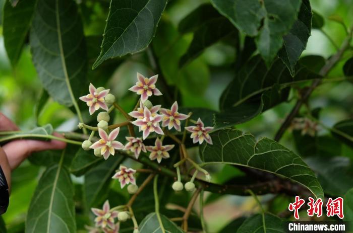 圖為古林箐近地保護(hù)的滇桐首次開花?！±顕?guó)云 攝