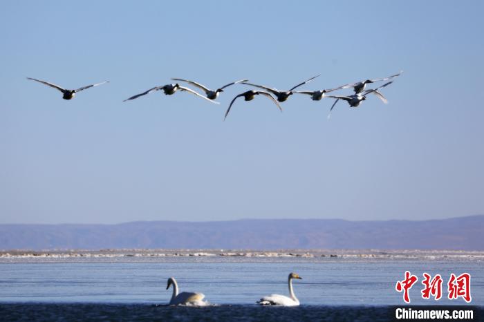 圖為大天鵝在青海湖上空飛翔?！●R怡睿 攝