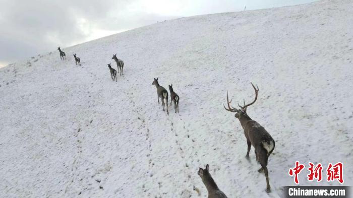圖為馬鹿群在雪地里行走。　才仁 攝