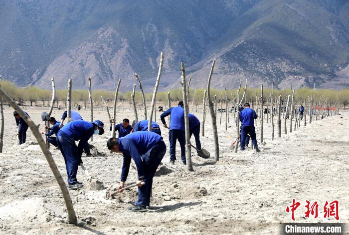 林芝市巴宜區(qū)森林消防中隊志愿服務隊熱火朝天的植樹現場?！∥骼@拉翁 攝