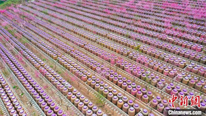 灼灼桃花惹人醉?！㈡?攝