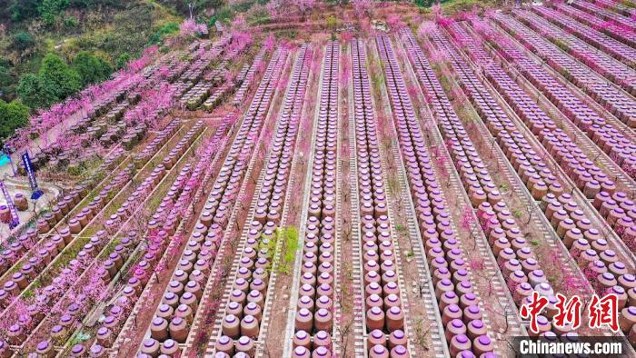 灼灼桃花惹人醉?！㈡?攝