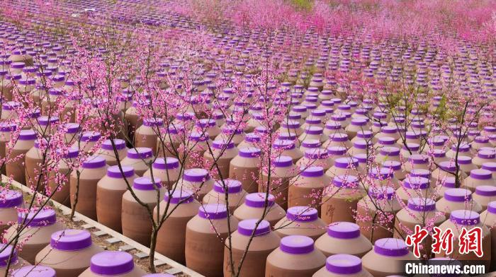 桃花和酒壇相映成趣?！∫足?攝