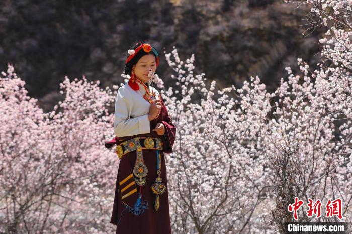 白玉縣河坡鎮(zhèn)桃花林間身穿民族服飾的藏族女孩?！“子袢诿?攝