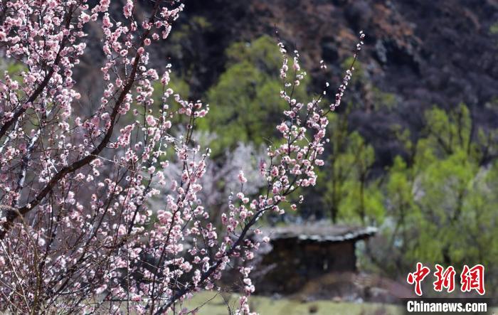 白玉縣河谷間盛開的桃花?！“子袢诿?攝