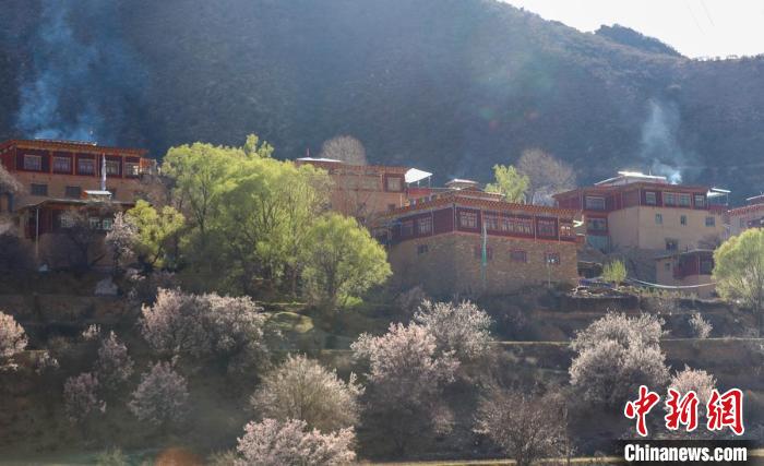 暖陽下白玉縣河坡鎮(zhèn)正在盛開的桃花與藏式民居?！“子袢诿?攝