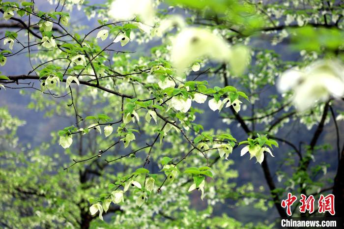 珙桐在春末夏初之際開花，花期較短。　呂楊 攝