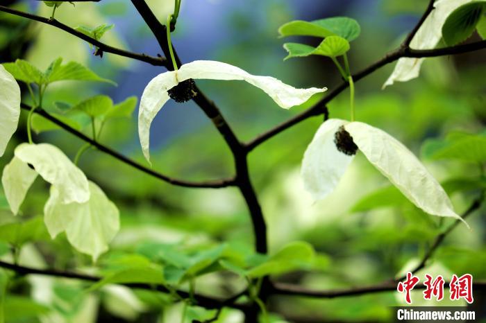 兩片潔白的花瓣隨風(fēng)搖曳就像飛翔的白鴿?！螚?攝