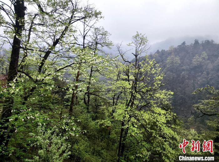 珙桐花朵潔白素雅，與青山雨霧融為一體?！螚?攝