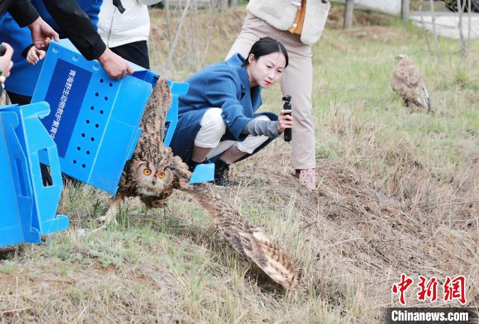 圖為西寧野生動物園救護(hù)的雕鸮在西寧市放歸大自然。　馬銘言 攝