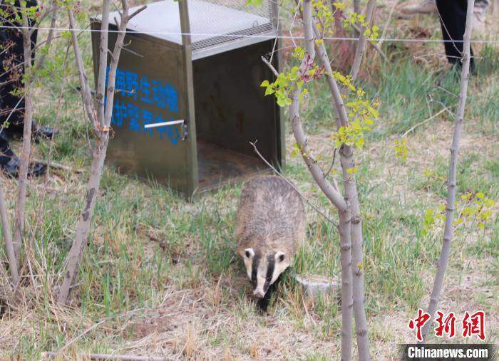 圖為西寧野生動物園救護(hù)的狗獾在西寧市放歸大自然?！●R銘言 攝
