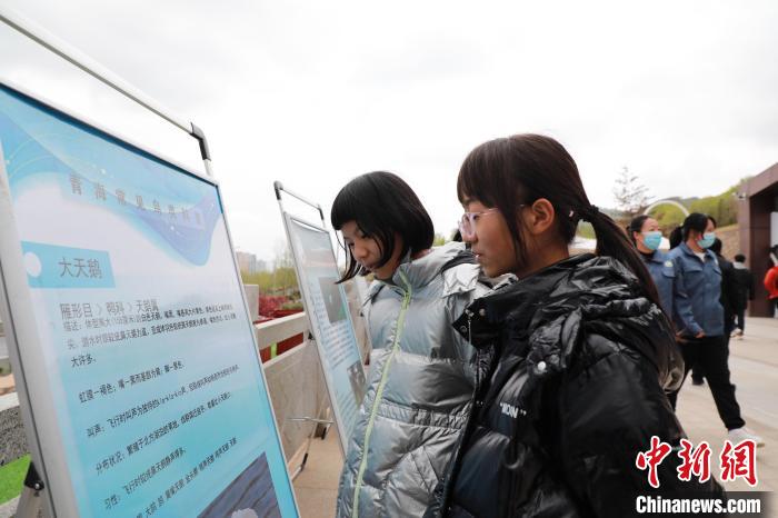 圖為學(xué)生通過展板了解青海常見鳥類?！●R銘言 攝