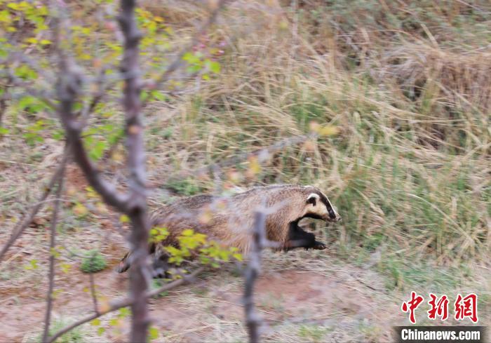 圖為西寧野生動物園救護(hù)的狗獾在西寧市放歸大自然?！●R銘言 攝