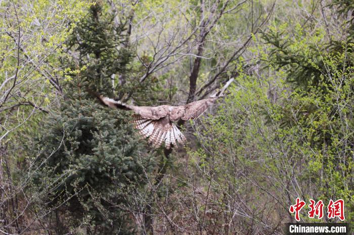 圖為西寧野生動物園救護(hù)的大鵟在西寧市放歸大自然?！●R銘言 攝