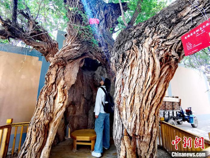 青海海東市阿河灘地質(zhì)文化村：古樹新枝、丹山碧水