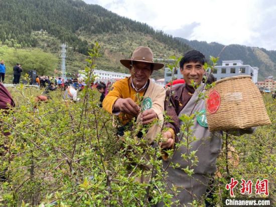圖為當(dāng)?shù)剞r(nóng)牧民進(jìn)行藏雪茶采摘比賽?！⊥鮿x 攝