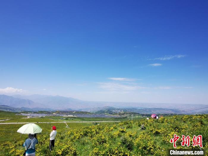 2020年07月07日拍攝于臨夏州積石山縣境內(nèi)，生態(tài)環(huán)境逐漸恢復(fù)，小黃花開遍山間。(資料圖) 殷春永 攝