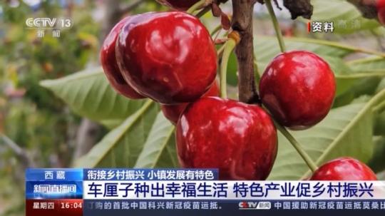 種蘑菇、養(yǎng)駱駝...。。特色產(chǎn)業(yè)助力鄉(xiāng)村振興走新路