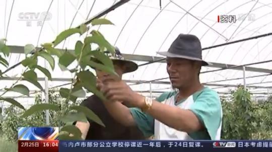 種蘑菇、養(yǎng)駱駝...。。特色產(chǎn)業(yè)助力鄉(xiāng)村振興走新路