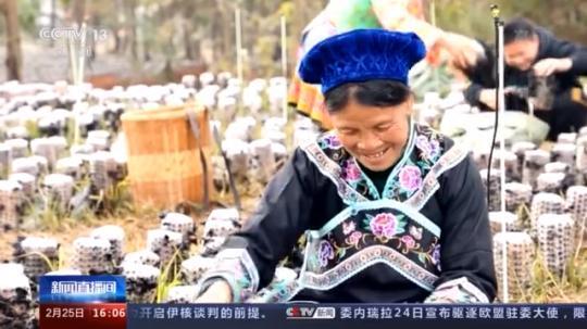 種蘑菇、養(yǎng)駱駝...。。特色產(chǎn)業(yè)助力鄉(xiāng)村振興走新路