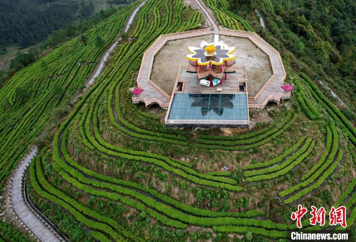 圖為西藏林芝市墨脫縣背崩鄉(xiāng)格林村山頂?shù)木坝^茶園。(無人機照片) 李林 攝