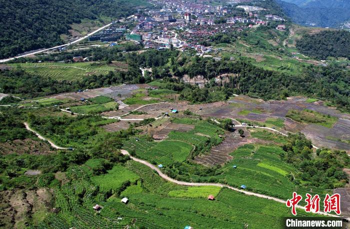圖為西藏林芝市墨脫縣城附近的茶田。(無人機照片) 李林 攝