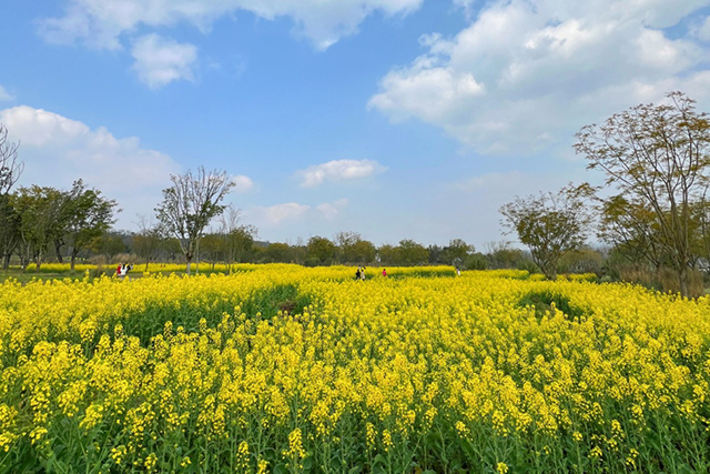 每到油菜花季，就有市民相約到重慶廣陽島上踏青賞花。鄒樂攝