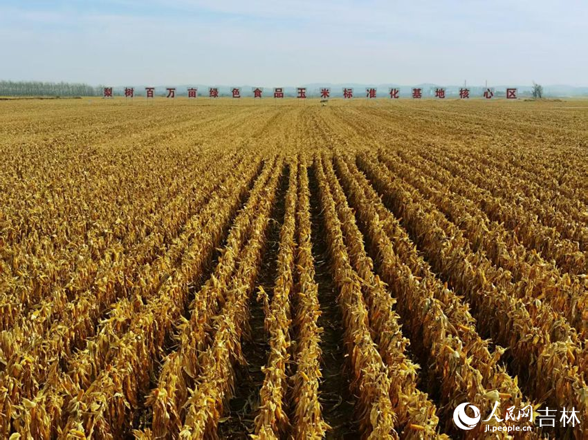 吉林黑土地上糧滿倉（資料圖片）。人民網(wǎng)記者 王海躍攝