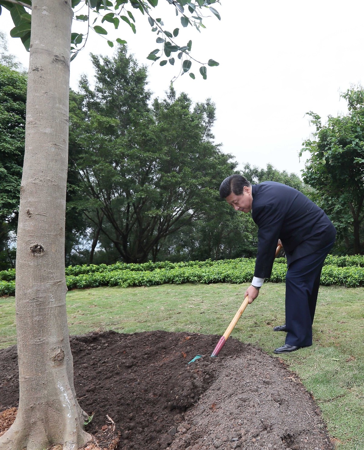 2012年12月8日，習(xí)近平在深圳蓮花山公園種下一棵高山榕樹(shù)。