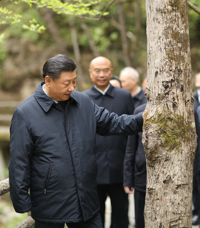 　2020年4月，習(xí)近平總書(shū)記來(lái)到位于商洛市柞水縣的秦嶺牛背梁國(guó)家級(jí)自然保護(hù)區(qū)，考察秦嶺生態(tài)保護(hù)情況。新華社記者 鞠鵬 攝