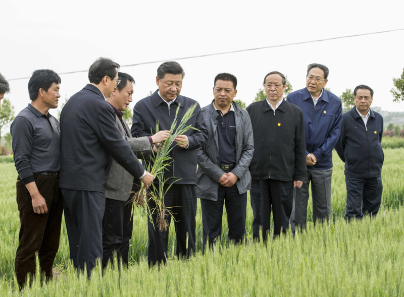 2016年4月25日下午，習(xí)近平在安徽滁州市鳳陽(yáng)縣小崗村察看小麥長(zhǎng)勢(shì)。左一為種糧大戶(hù)程夕兵。新華社記者 李學(xué)仁 攝