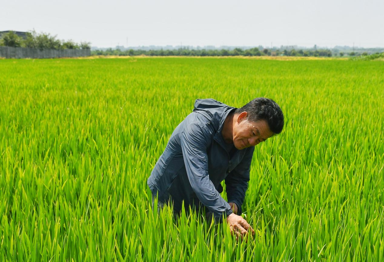 程夕兵在農(nóng)田里檢查水稻種植情況。人民網(wǎng)記者 周坤 攝